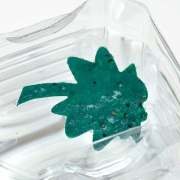 水に浸したシードペーパー