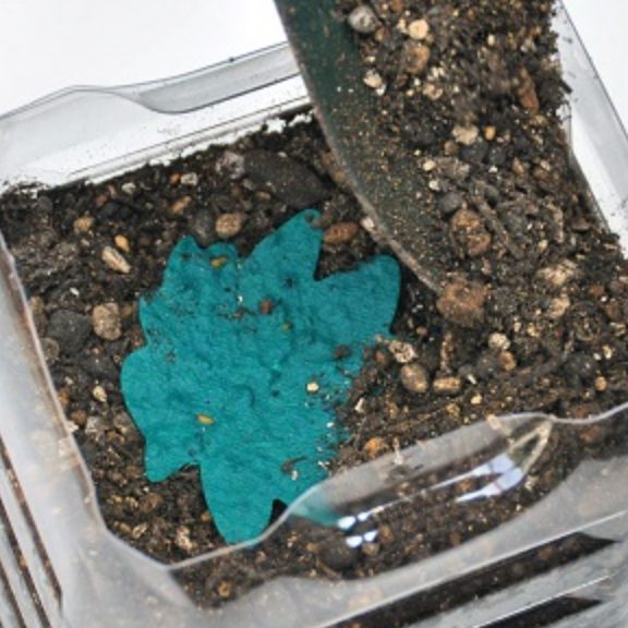 土に埋めたシードペーパー