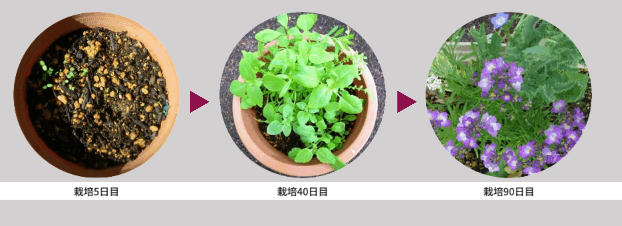 WITHDOMからのメッセージデザイン